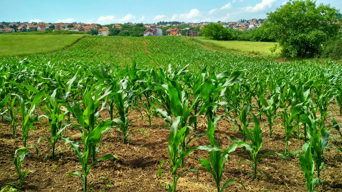 A photo of an organic produce field in South Africa