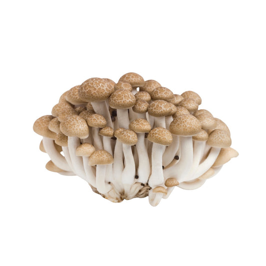 Brown Shimeji Mushrooms