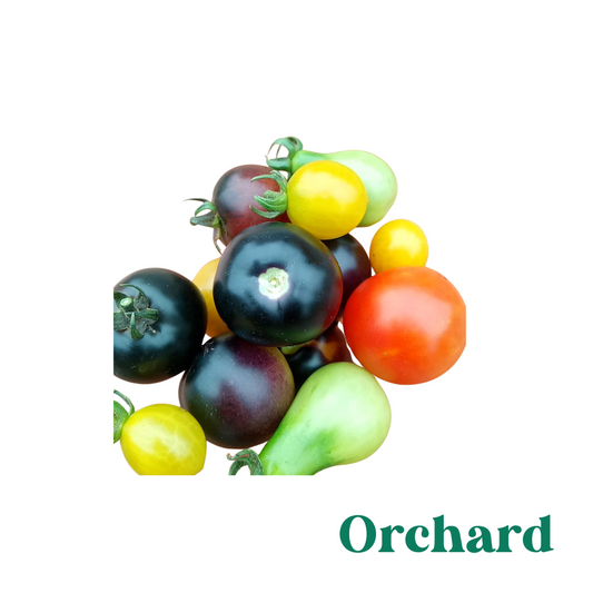 500g Organic Rainbow Cherry Tomatoes